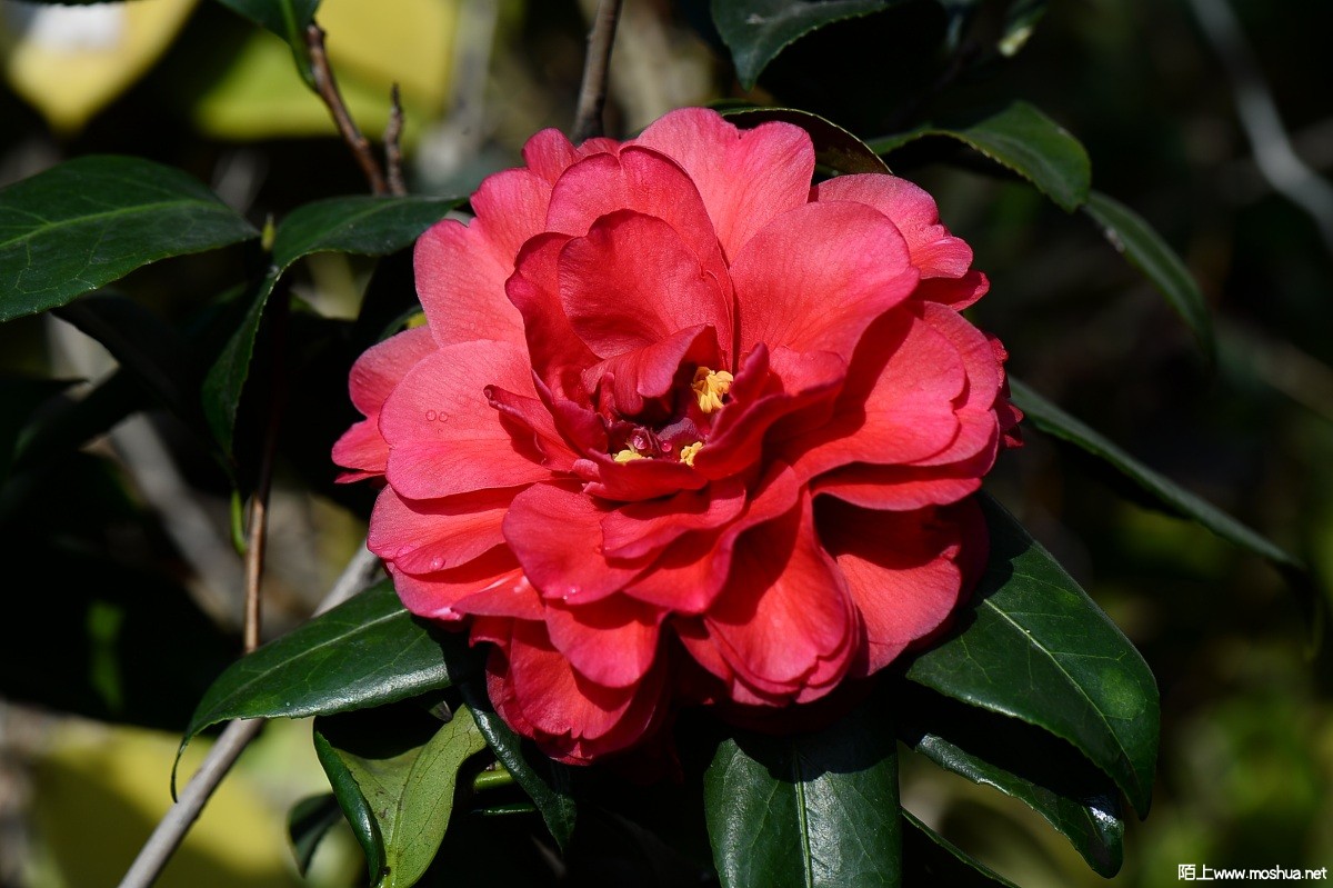 DSC_1737.JPG