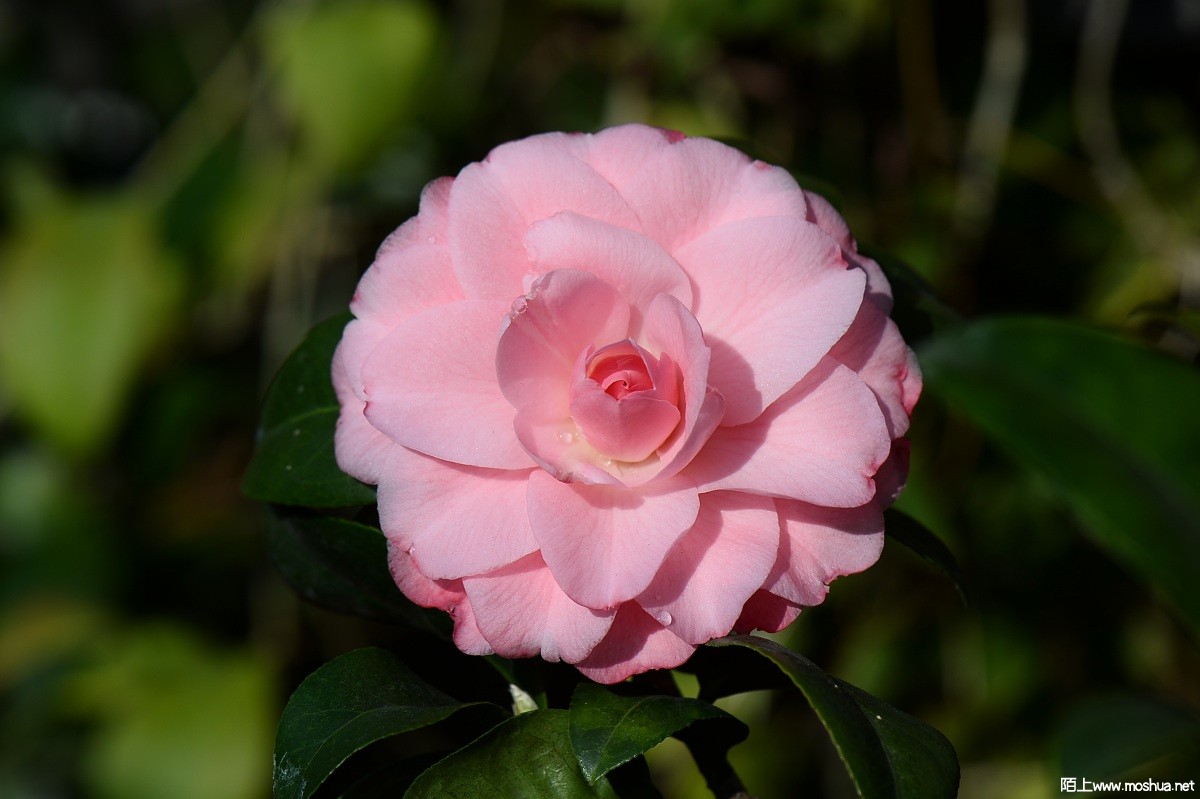 DSC_1756.JPG