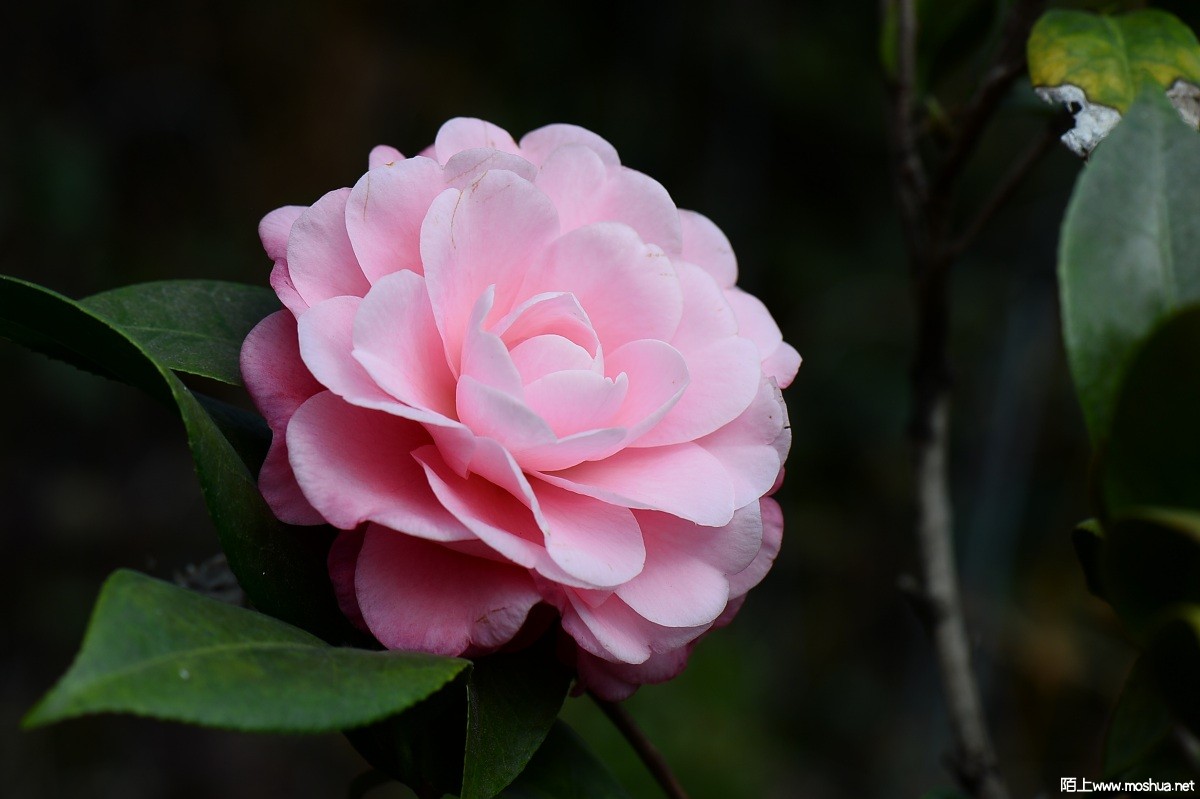 DSC_1815.JPG