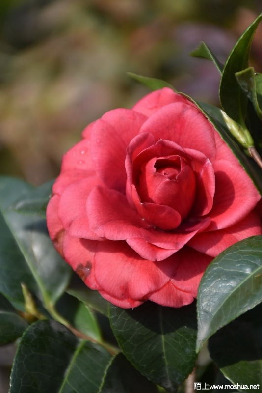 DSC_01130113.JPG