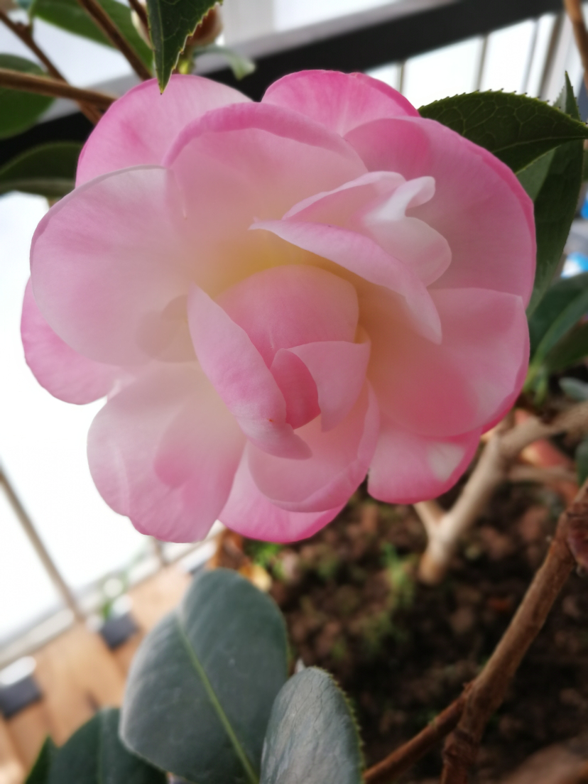 IMG_20220219_093451.jpg