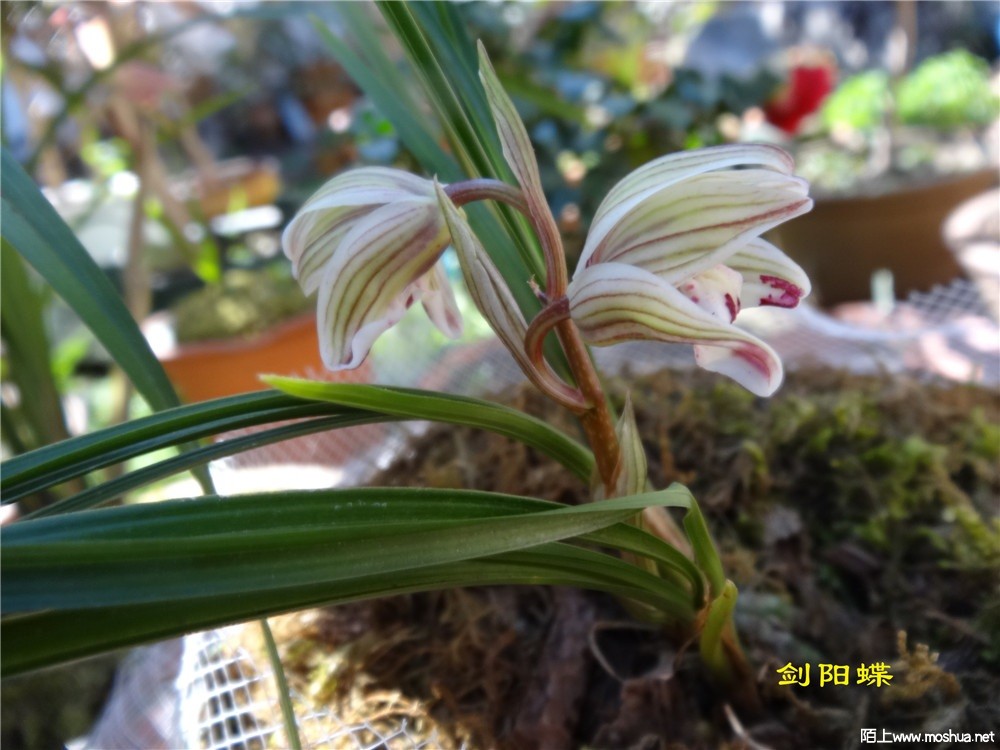 DSC05346.jpg