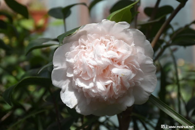 DSC_00110011.JPG