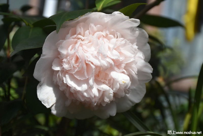 DSC_00790079.JPG