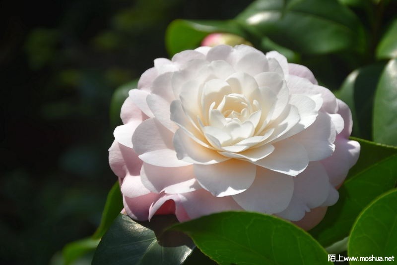 DSC_05660566.JPG