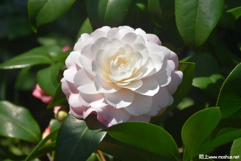 DSC_05440544.JPG