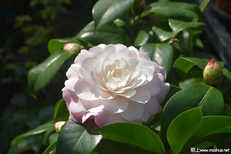 DSC_05620562.JPG