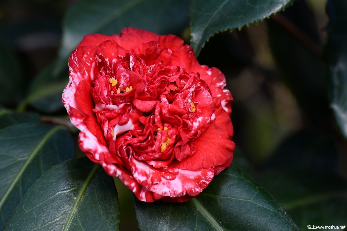 DSC_2019.JPG
