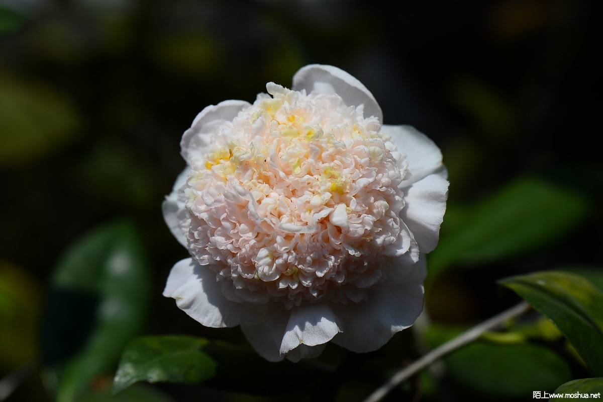 DSC_2051.JPG