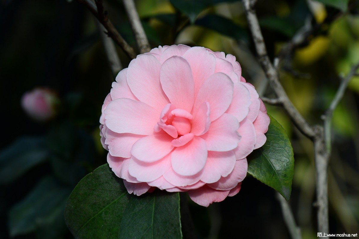DSC_2015.JPG