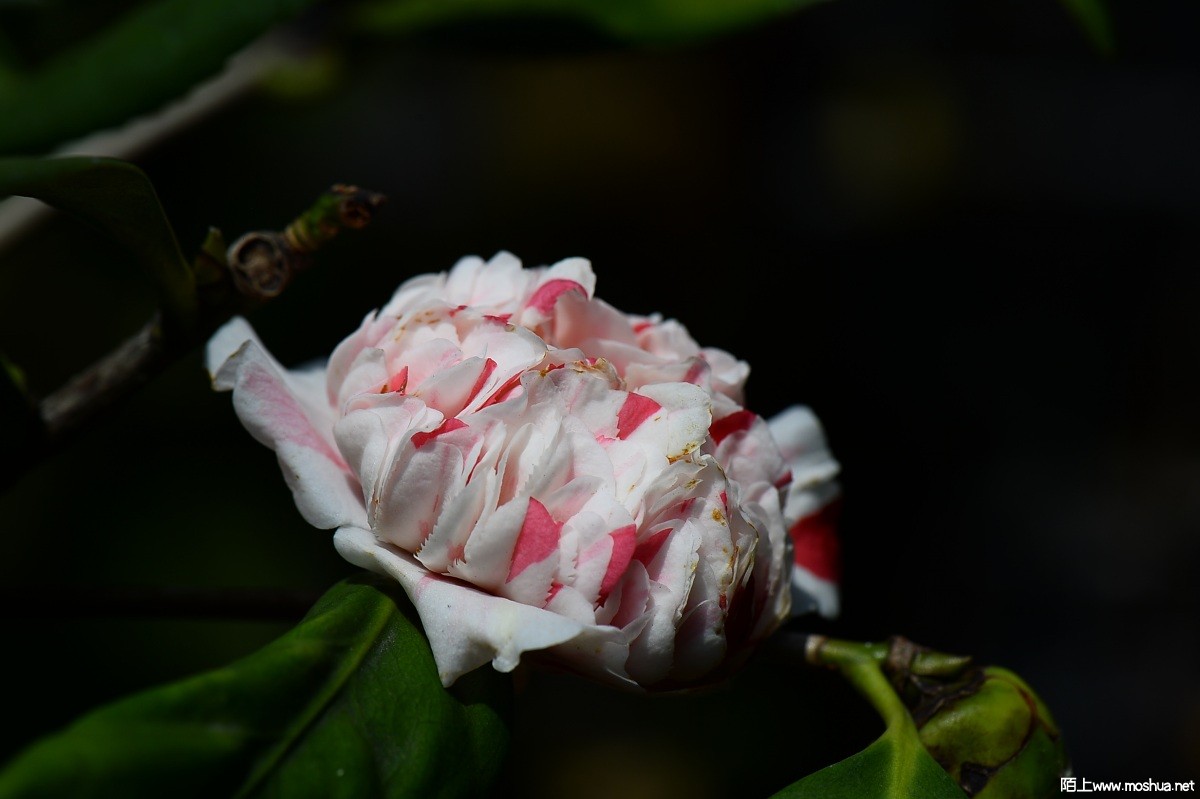 DSC_2062.JPG