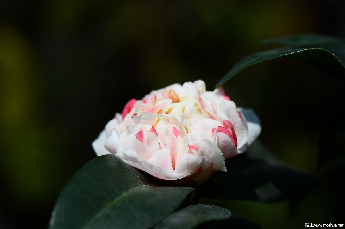 DSC_2070.JPG