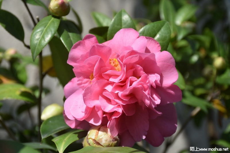 DSC_03980398.JPG