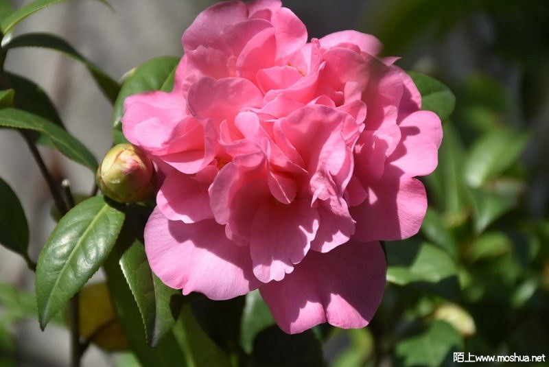 DSC_03840384.JPG