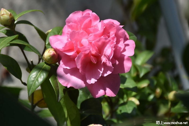 DSC_03880388.JPG