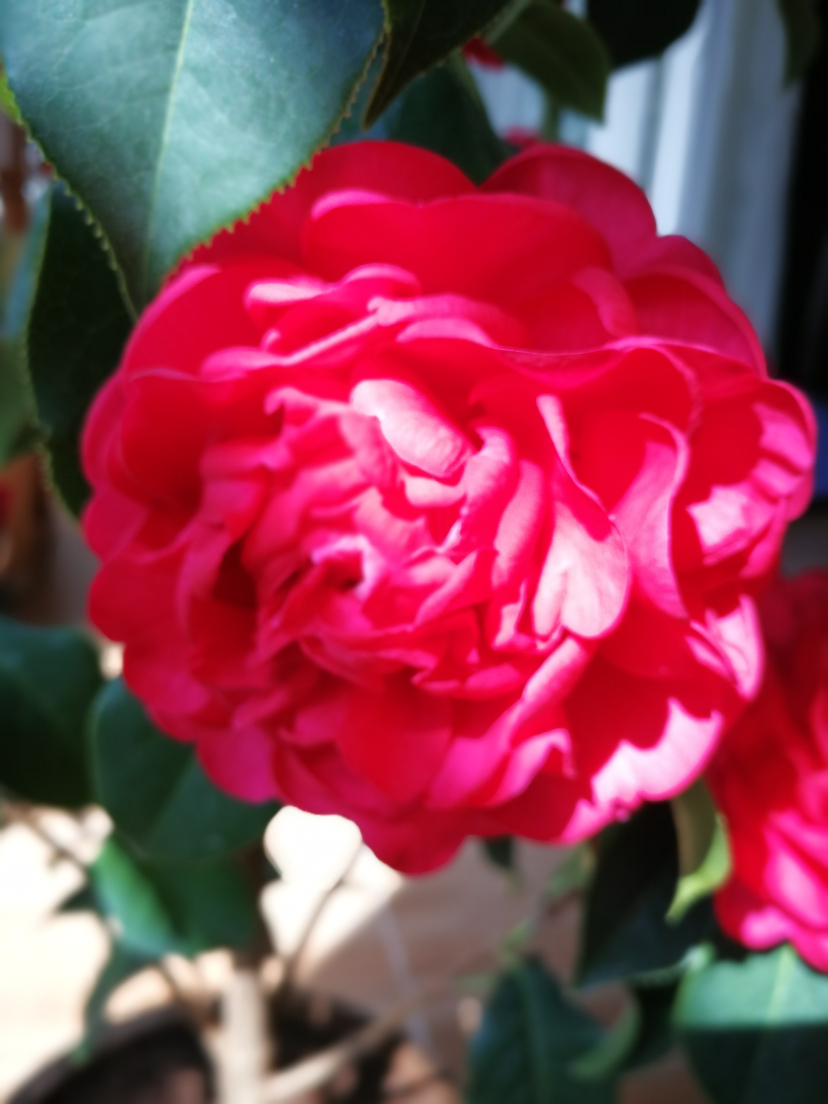 IMG_20220319_105632.jpg