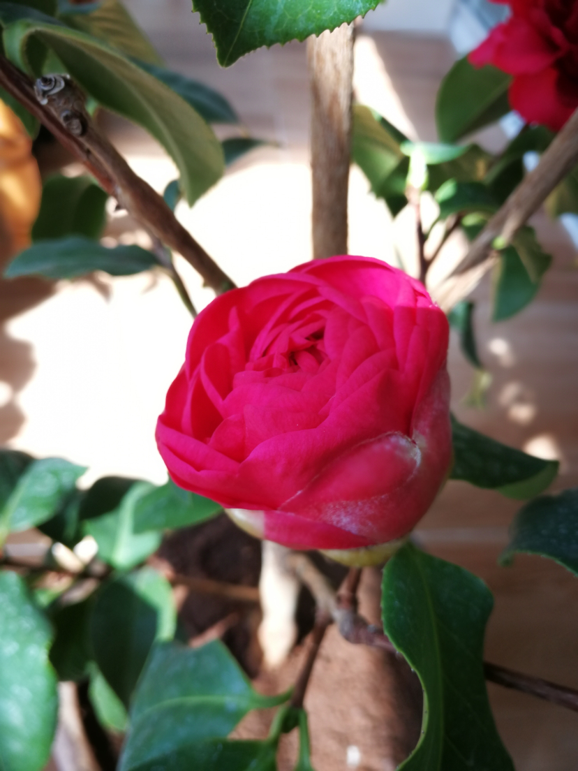 IMG_20220319_105616.jpg