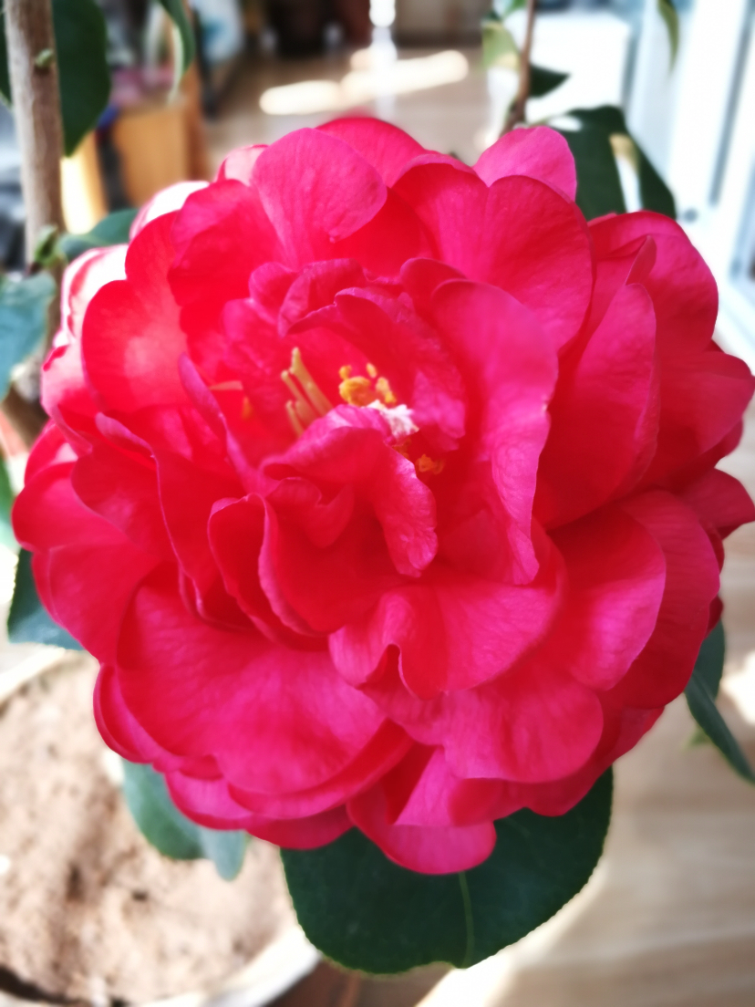 IMG_20220319_105654.jpg