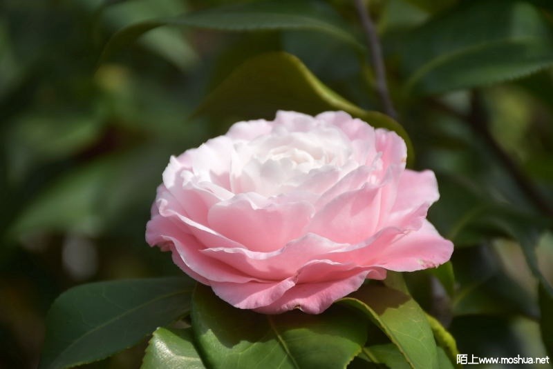 DSC_05020502.JPG