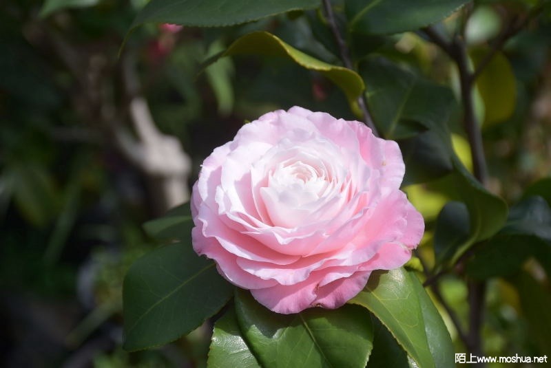 DSC_05320532.JPG
