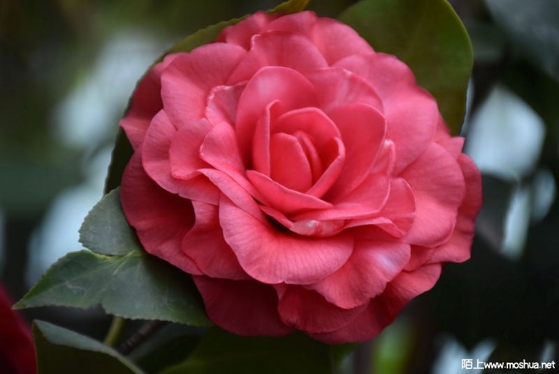 DSC_06810681.JPG