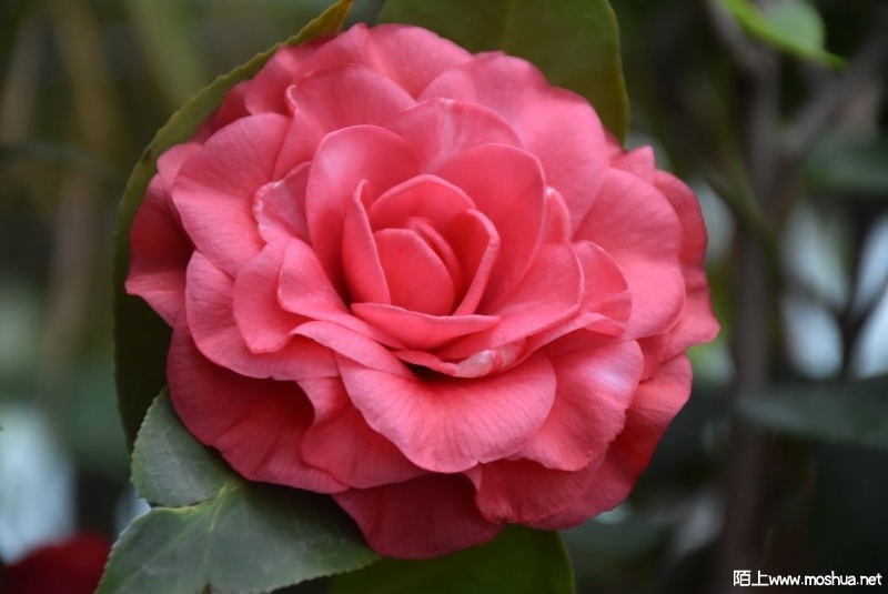 DSC_06820682.JPG