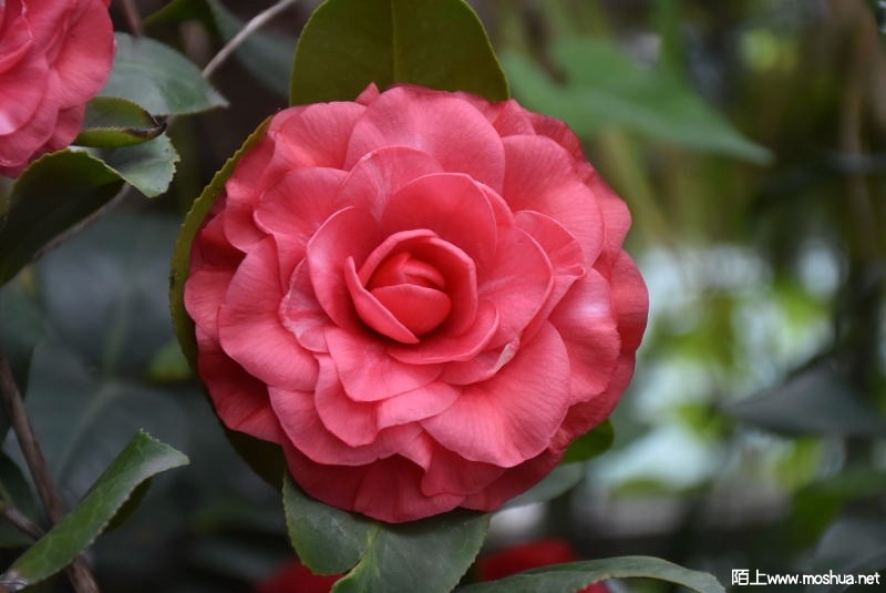 DSC_06960696.JPG