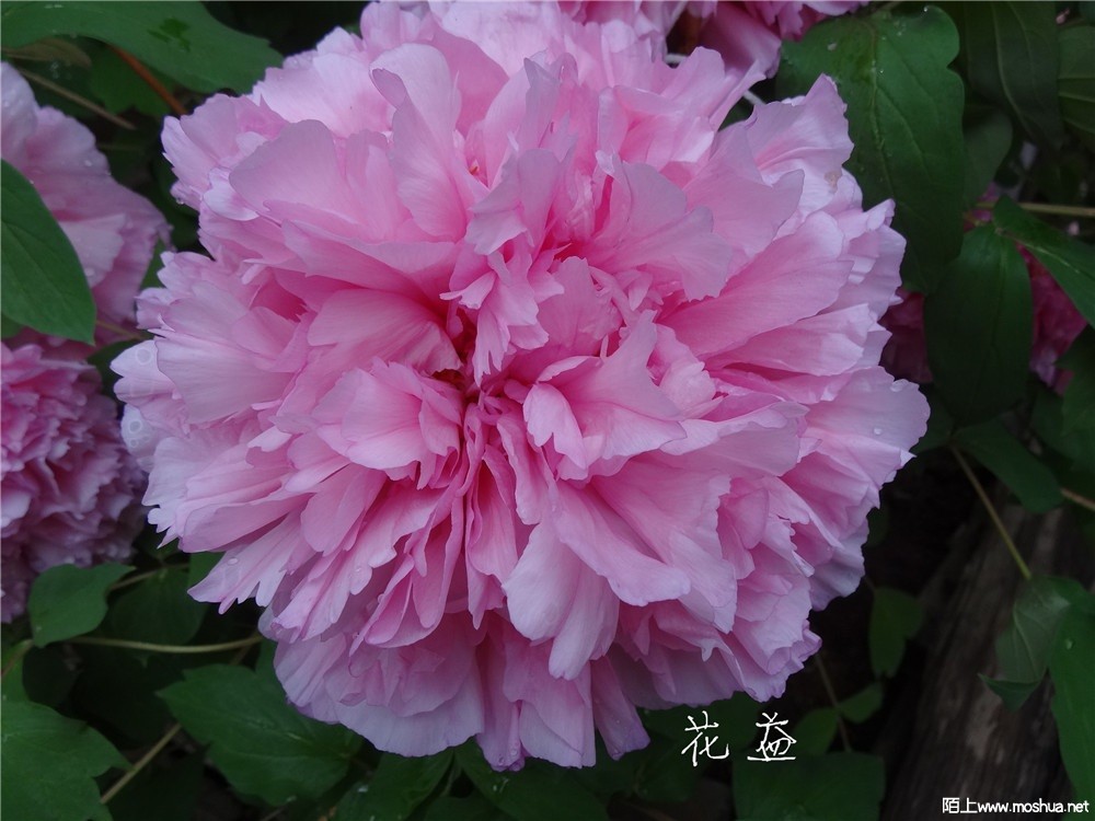 DSC05403.jpg