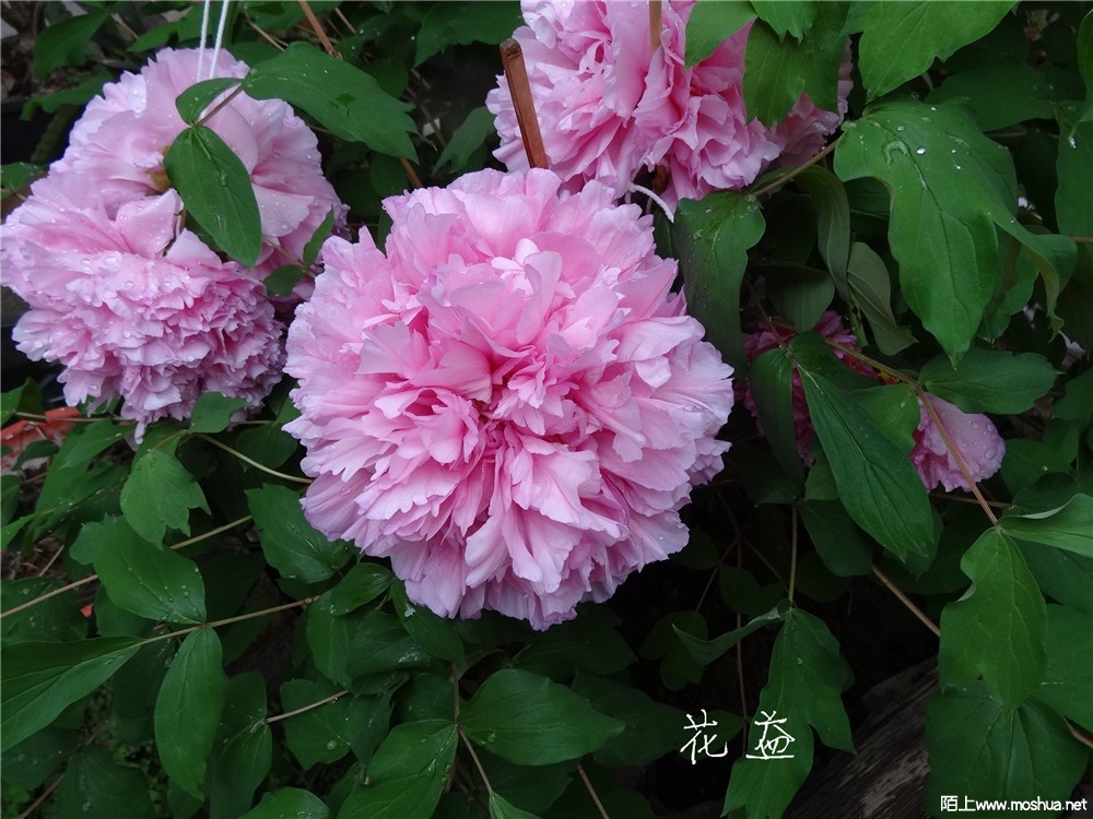 DSC05405.jpg
