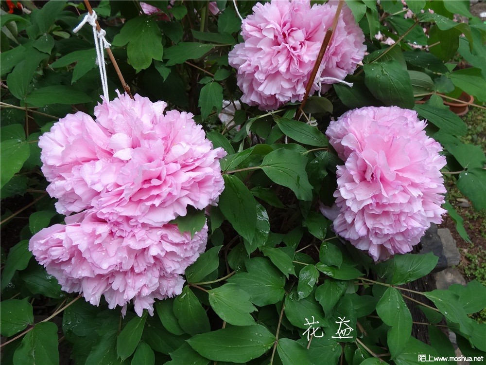 DSC05409.jpg