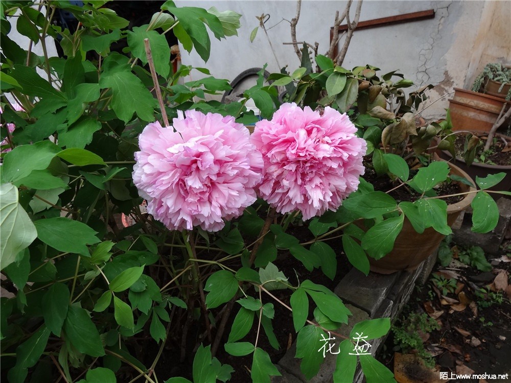 DSC05410.jpg