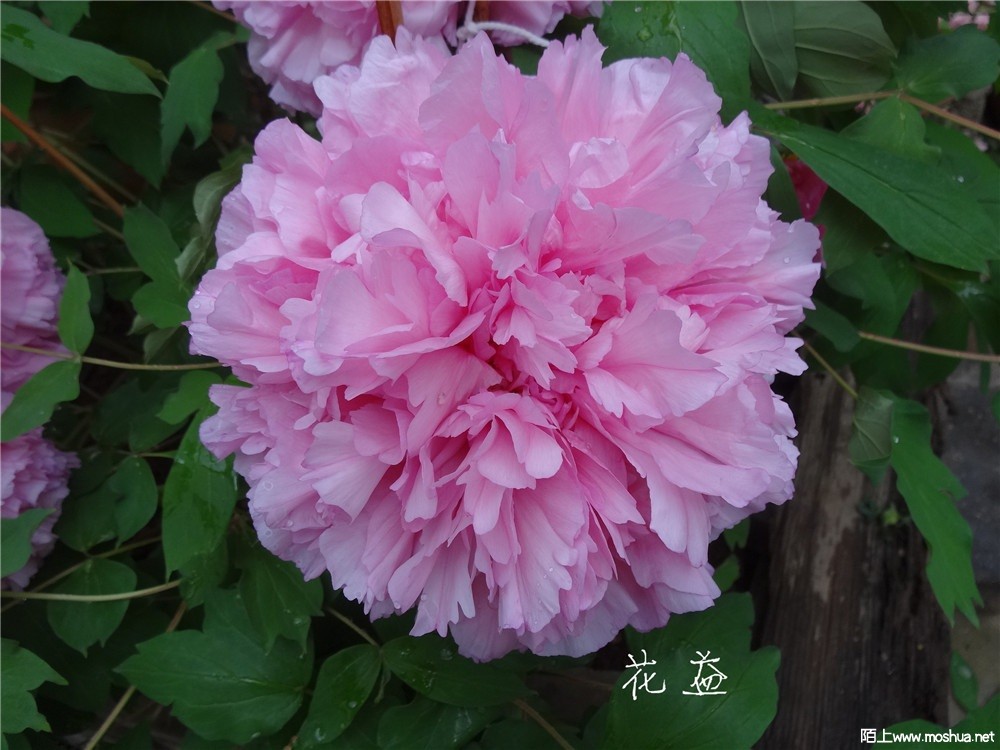 DSC05407.jpg