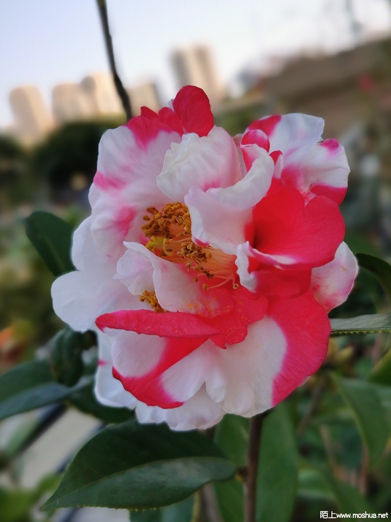 IMG_20220313_082959.jpg