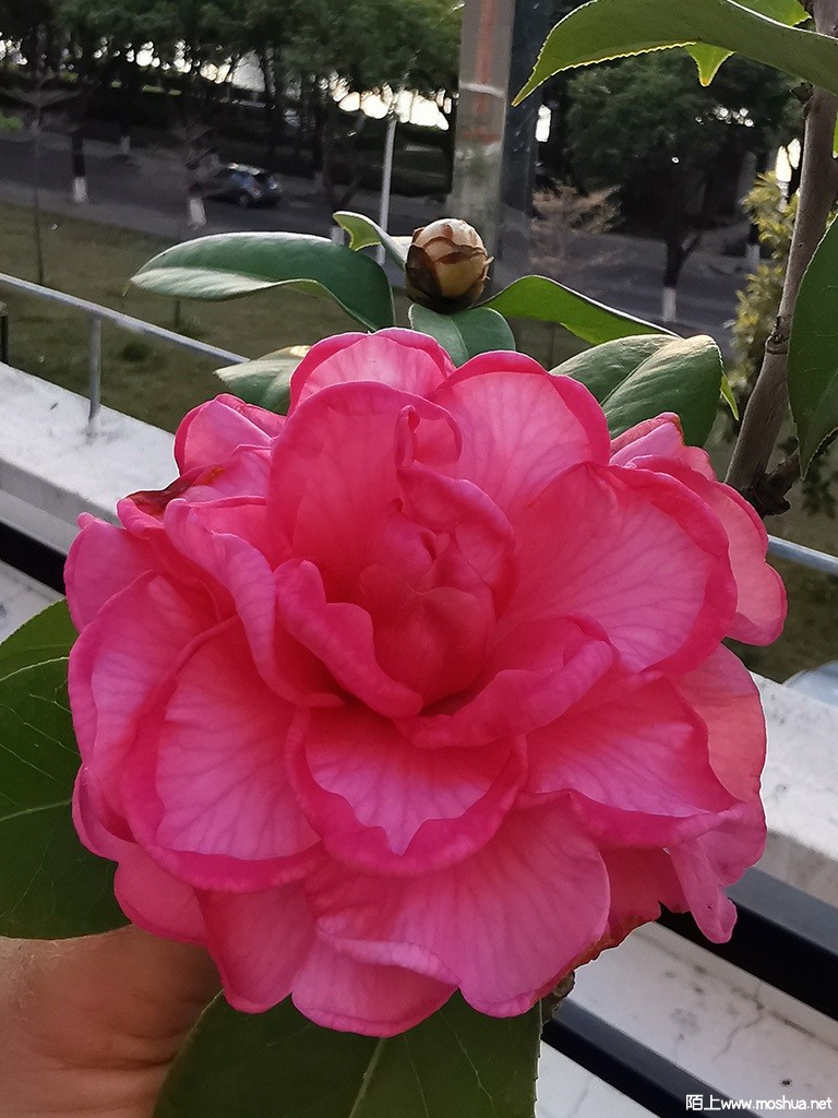 IMG_20220308_181029.jpg