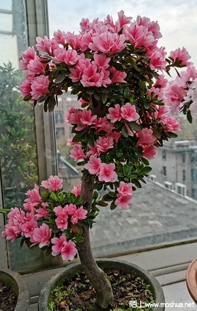 IMG_20220330_091129.jpg