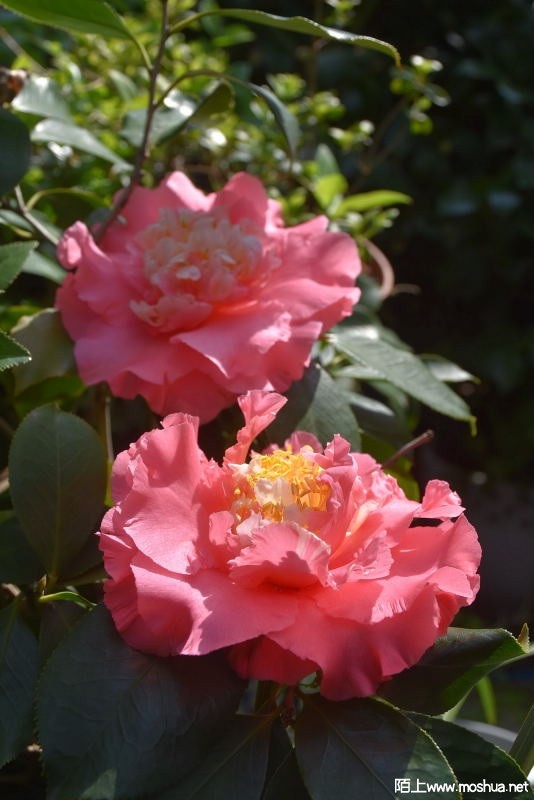 DSC_04110411.JPG