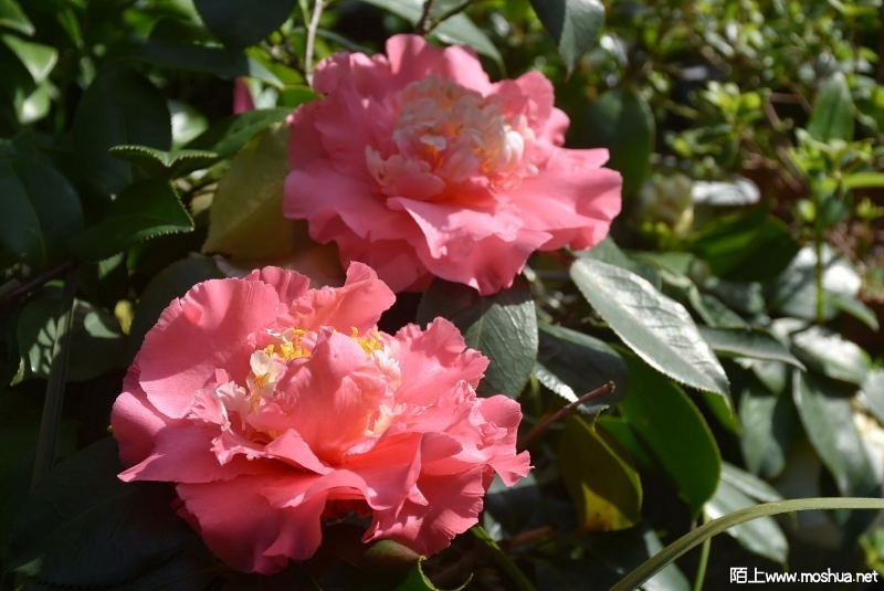 DSC_03910391.JPG