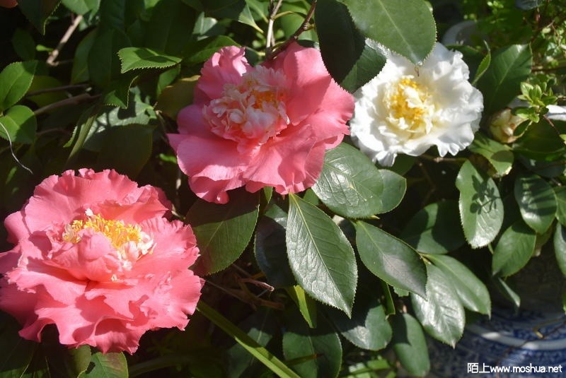 DSC_04150415.JPG