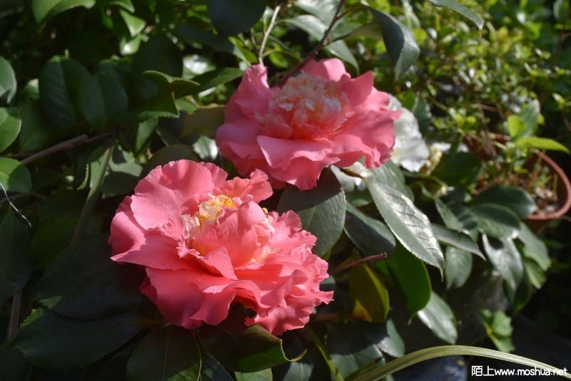 DSC_04140414.JPG