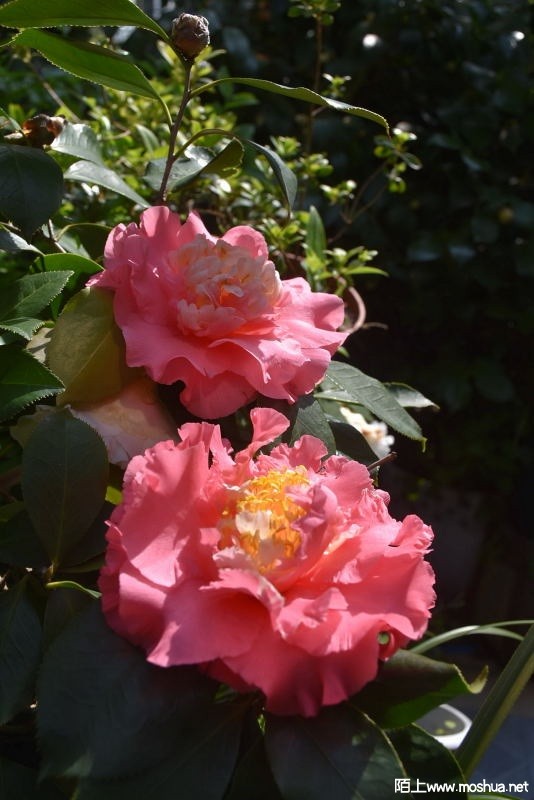 DSC_03860386.JPG