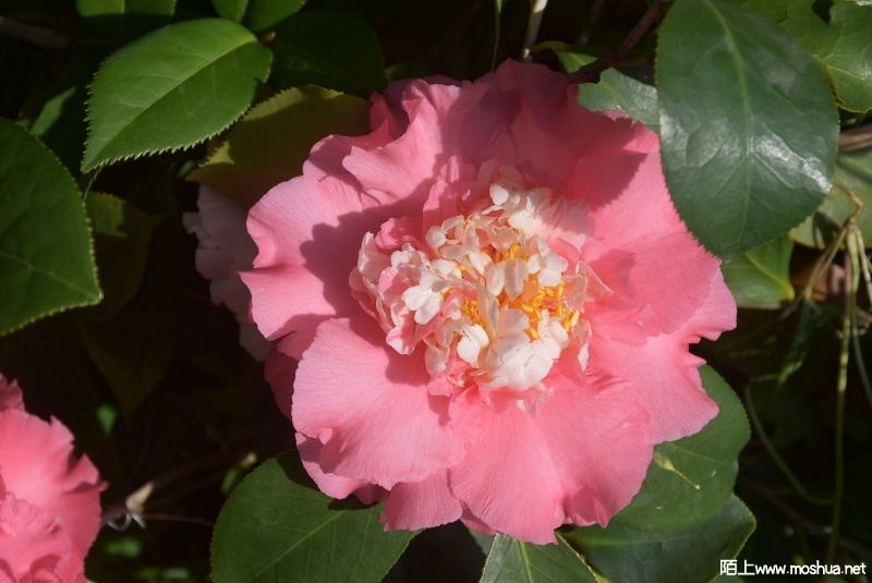 DSC_02890289.JPG