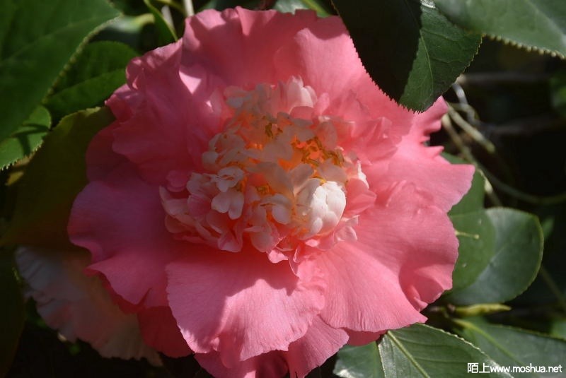 DSC_02750275.JPG