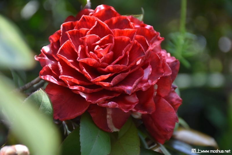 DSC_04800480.JPG