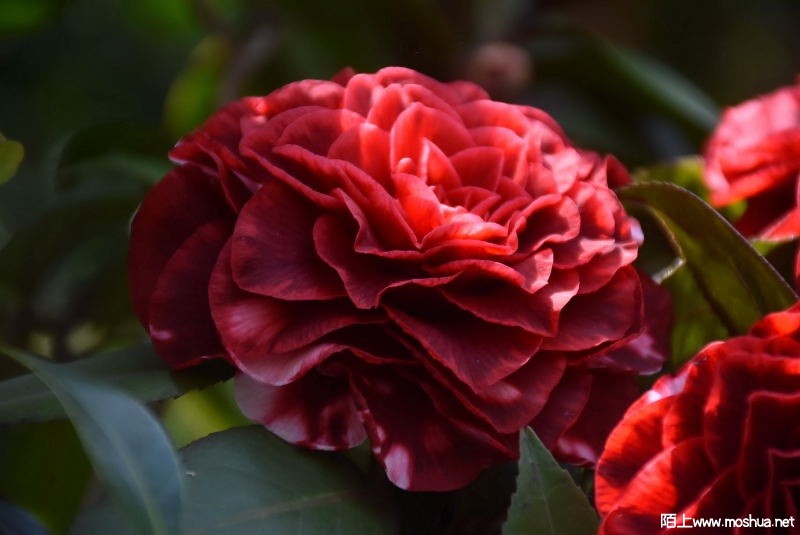 DSC_04370437.JPG