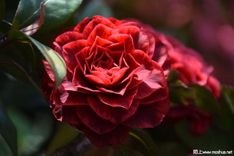 DSC_04190419.JPG