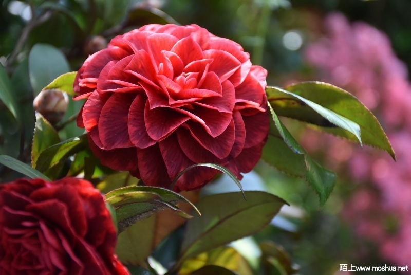 DSC_03820382.JPG