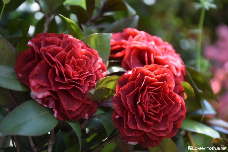 DSC_04990499.JPG