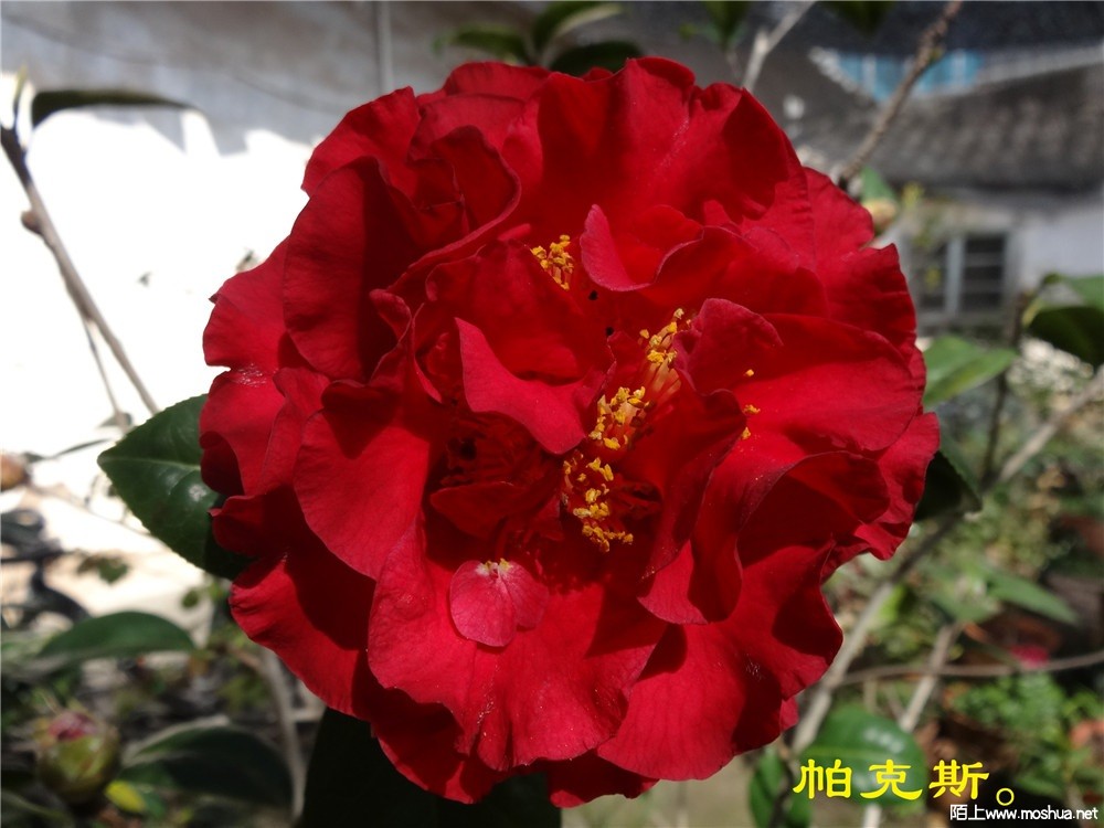 DSC05412.jpg