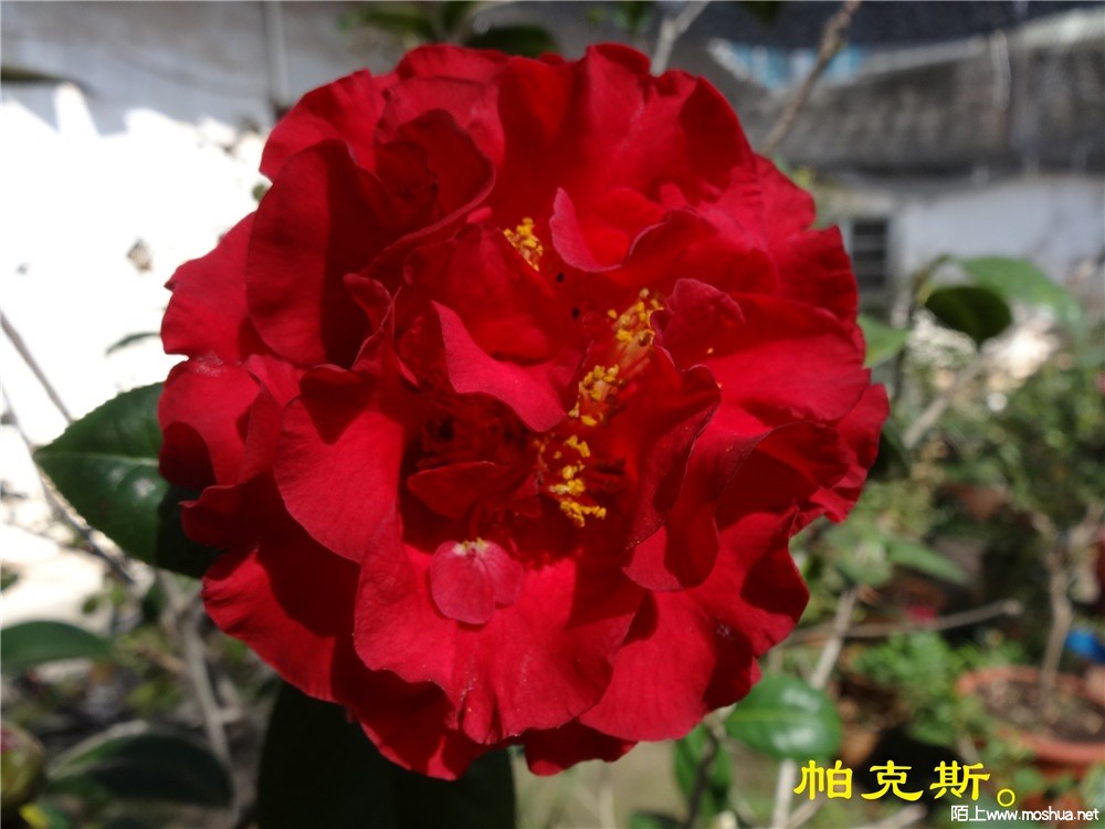 DSC05413.jpg