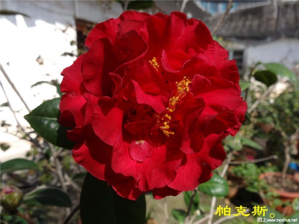 DSC05414.jpg